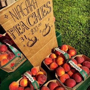 T R JONES FARM Tender fruit , Rhonda Jones , 69 Wall Road, Niagara-on-the-Lake, ON, L0S 1J0   +1 (905) 468-5644  / amherst.group@bellnet.ca